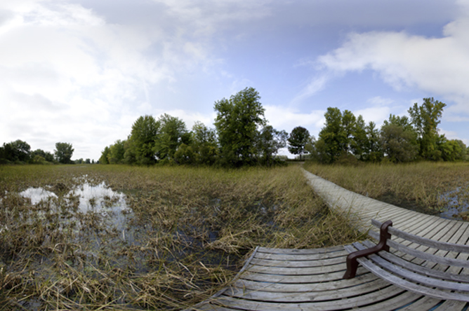 Panoramic photograph of a dock floating in an aquatic plant community