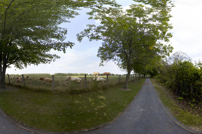 Panoramic photograph of horses and cattle on Île de la Commune