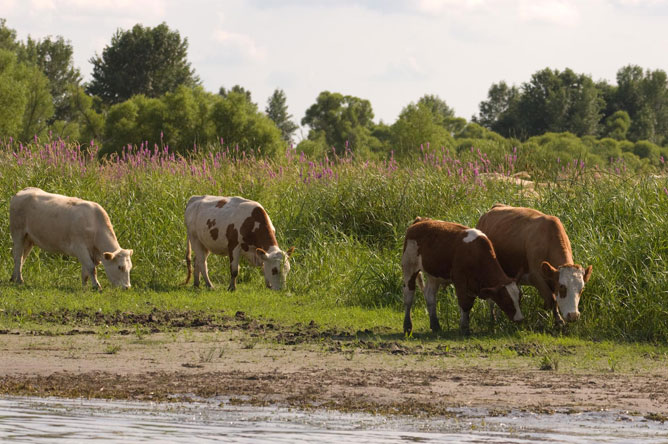 Vaches et veau paissant sur une île.