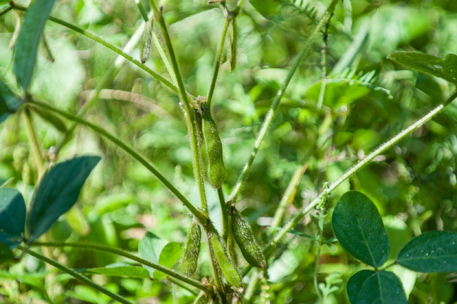 Vue rapprochée d'un plant de fève soya