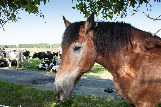 Horses and cattle on Île de la Commune, with a bay horse in the foreground
