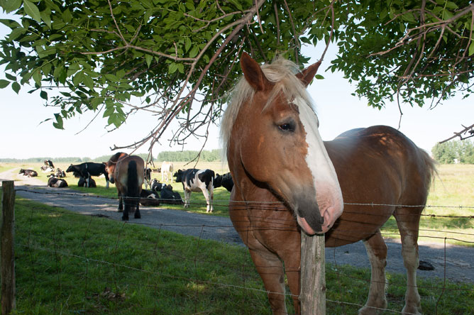 Chevaux et vaches sur l'Île de la Commune avec en premier plan un cheval blond