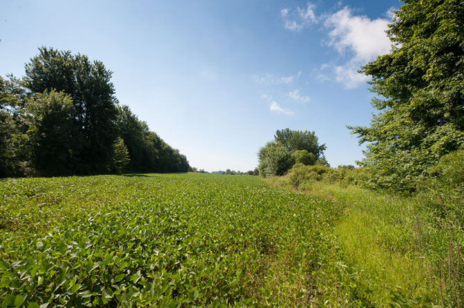 Fields of soybeans on Île du Milieu, in the summer