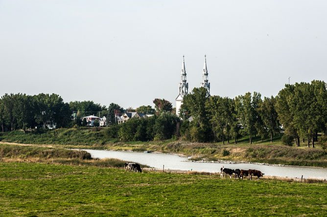 Cows in a field in front of a church on the other side of the Yamaska