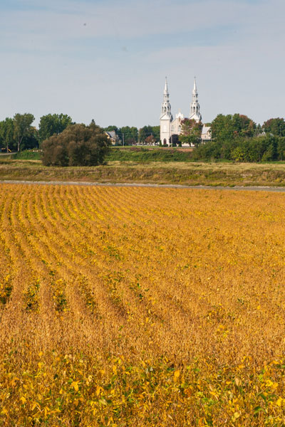 Soybean field near the Yamaska