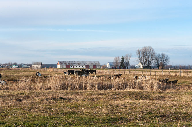 Cattle in a field in front of a farm on Île Saint-Ignace