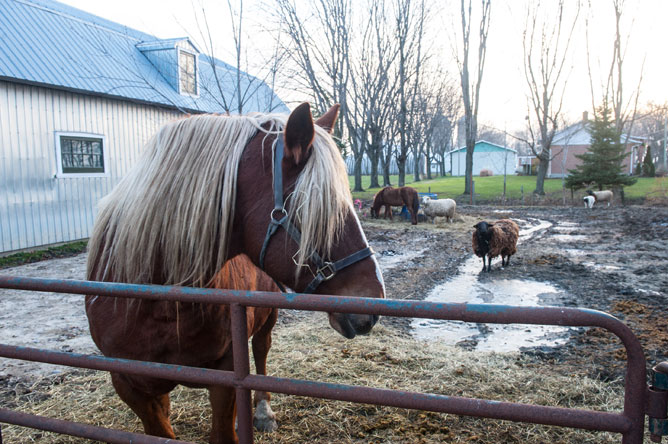 Chevaux et moutons dans un enclos à l'Île Dupas