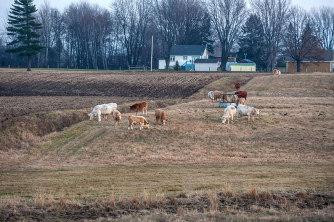 Vaches et bœufs dans un champ à l'Île Saint-Ignace