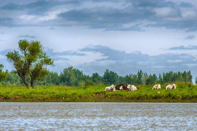 Un élevage de bovins sur une île