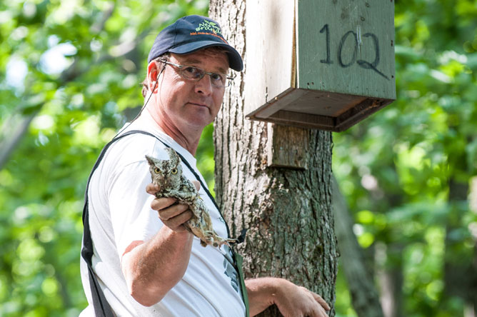 A man holding an Eastern Screech Owl