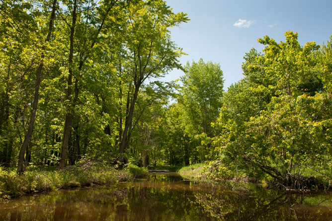  Arbres du marécage de la Baie de Lavallière se réfléchissant sur l'eau.