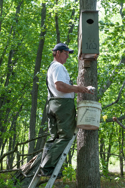 A man stands on a ladder, holding an Eastern Screech Owl chick.