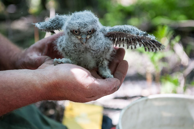 Man holding an Eastern Screech Owl chick in his hands