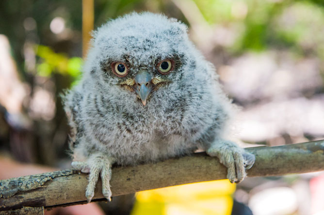 Eastern Screech Owl fledgling perched on a branch.