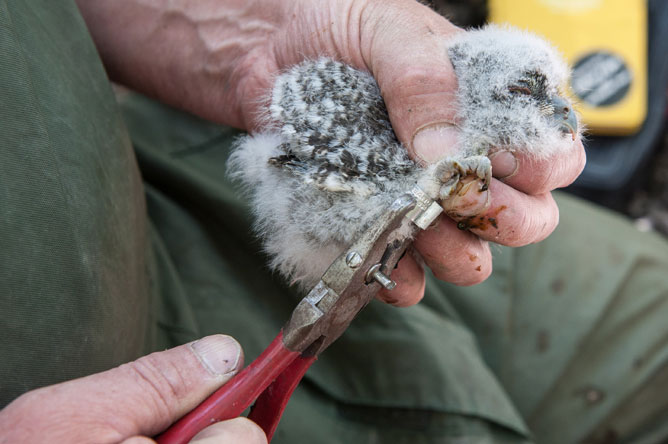 A man places a band on an Eastern Screech Owl chick.