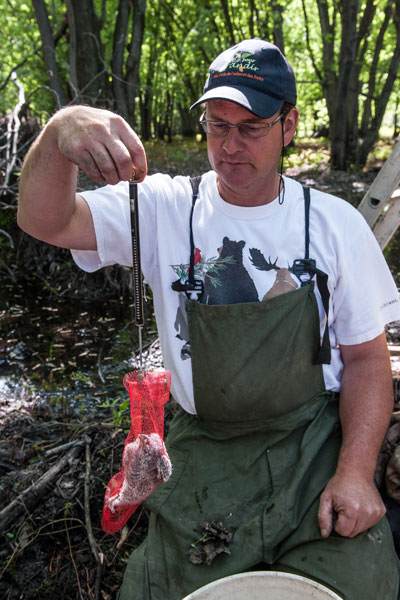 Un homme pèse un oisillon de Petit-duc maculé.