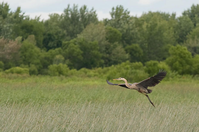 Grand Héron prenant son envol dans la baie de l'Île de Grâce.