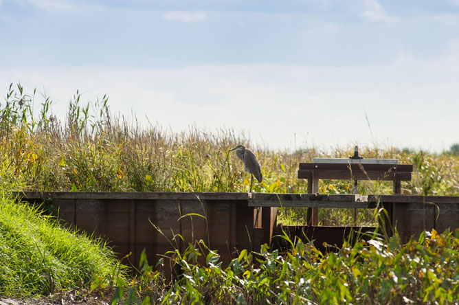 Great Blue Heron perched on a water level control structure on Île du Moine