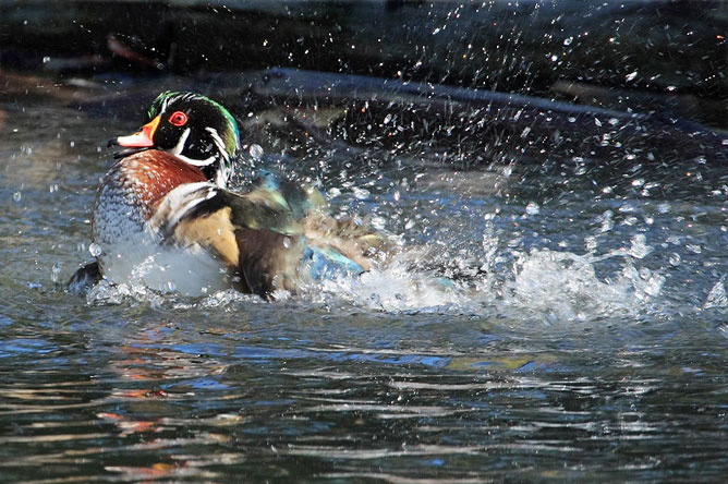 Canard branchu mâle s'ébrouant dans l'eau.