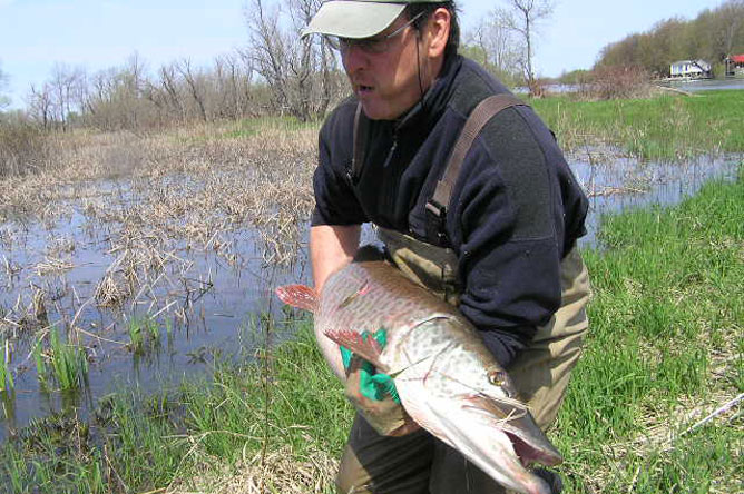 A man holding a Muskellunge