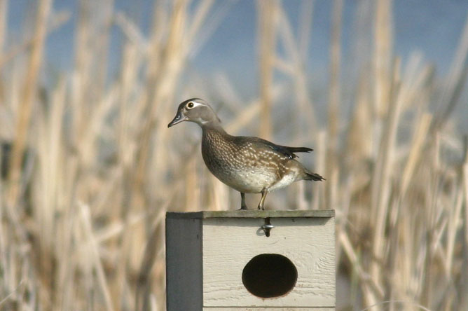 Female Wood Duck perched on a nesting box