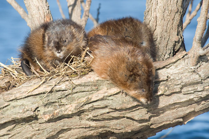 Two muskrats in a tree in Baie de Lavallière