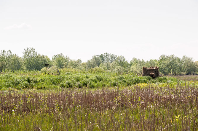 Hunting blind in a marsh