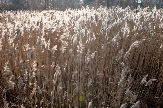 Colonie de phragmite commun à l'automne