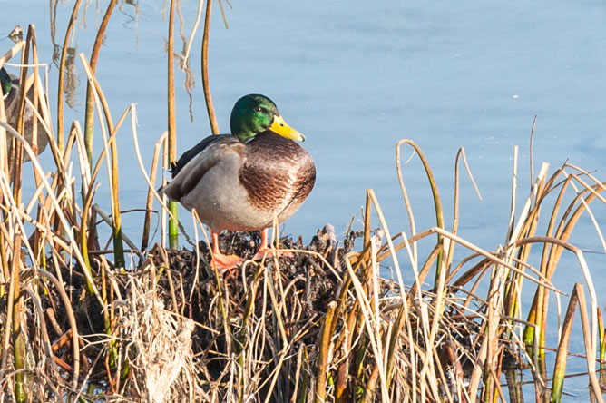  Canard colvert mâle parmi les plantes aquatiques