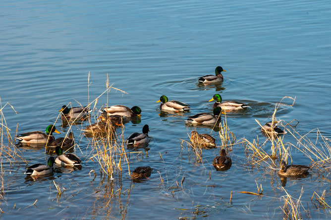  Groupe de Canards colvert pataugeant sur le fleuve.