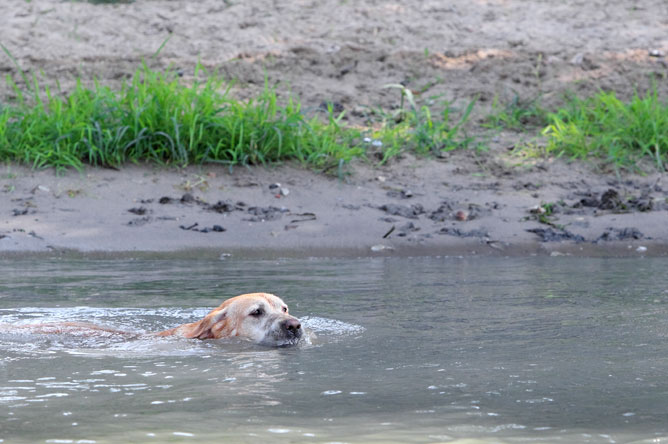 Chien labrador blond nageant dans un chenal.