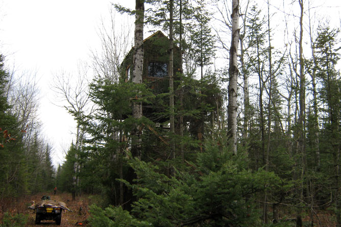 Sapins et bouleaux devant un mirador