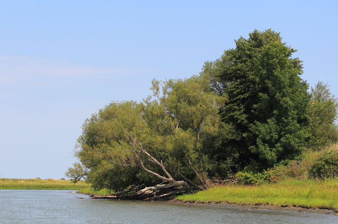Large willow leaning out over a channel