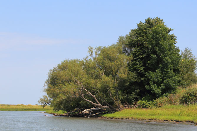  Grand saule penché au-dessus de l'eau d'un chenal