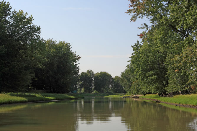 Large silver maples grow along the banks of a channel.