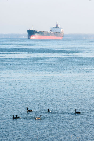 Canada Geese wade in the river, with a commercial vessel in the background.