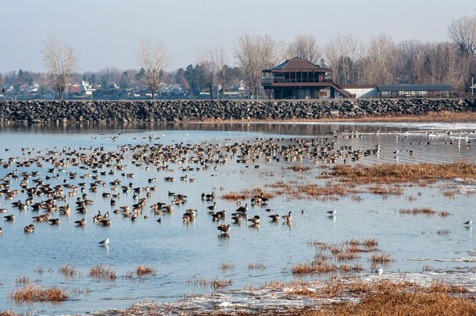 Plusieurs Bernaches du Canada pataugeant dans la baie devant le Parc Nautique de Sorel.