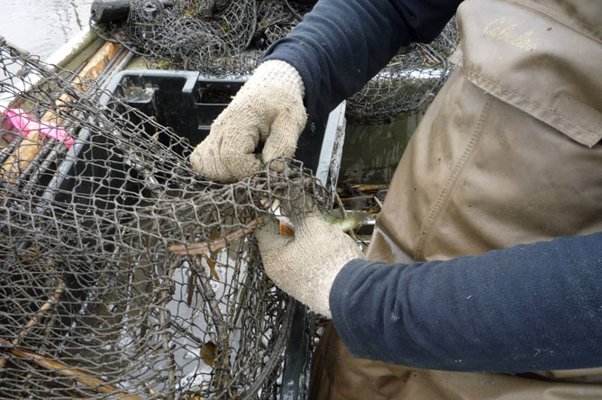 Un pêcheur retire une perchaude d'un verveux.