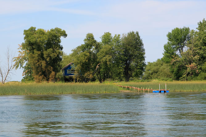 Cabin surrounded by tall trees and aquatic plants