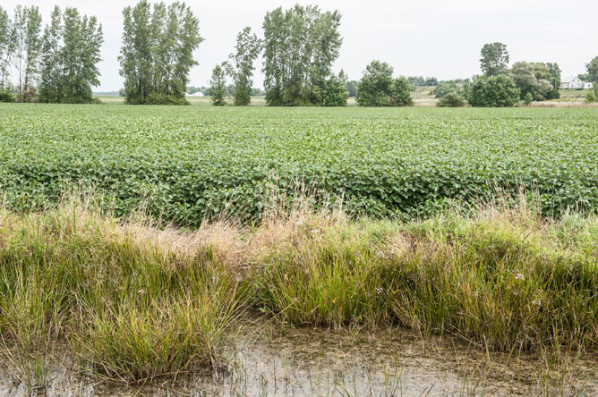 Large soybean field in front of a row of trees