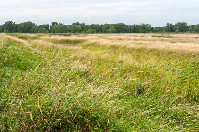 Windswept field with a wood on the horizon