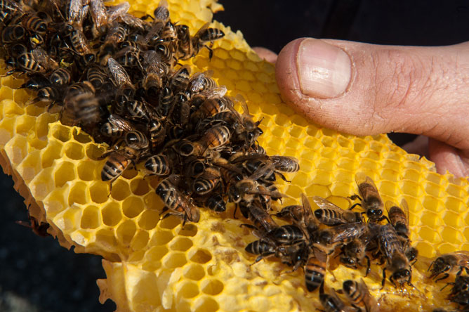 Vue rapprochée de plusieurs abeilles sur un rayon de miel.