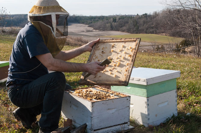 Beekeeper opening a hive.