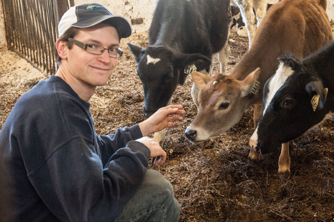 Young farmer with three calves inside a stable