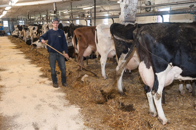 Un jeune agriculteur ramassant la paille souillée derrière les vaches.