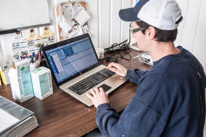 Young farmer consulting a cow gestation file on his computer.
