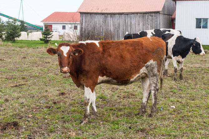 Three cows stand near a barn