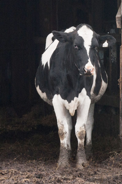 Black and white cow