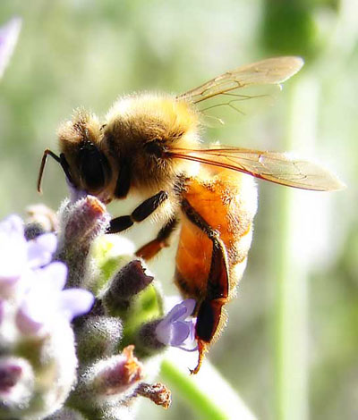 Vue rapprochée d'une abeille butinant sur une fleur.