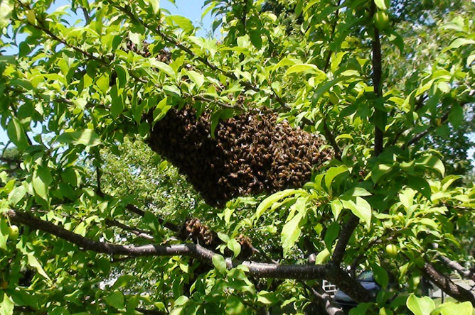 Essaim formé d'une très grande quantité d'abeilles sur une branche